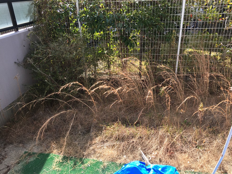 Before画像